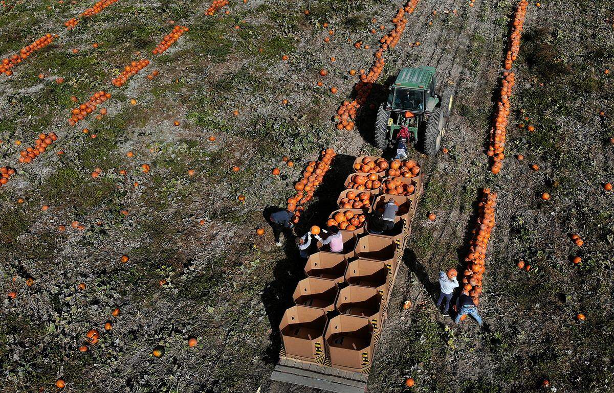 Farm workers load cardboard bins with carving pumpkins from the fields at Robert S. Cox Farms near Benton City, Wash. They expect to ship off nearly 300,000 pumpkins this year to Washington, Oregon, Idaho, Montana and Alaska.