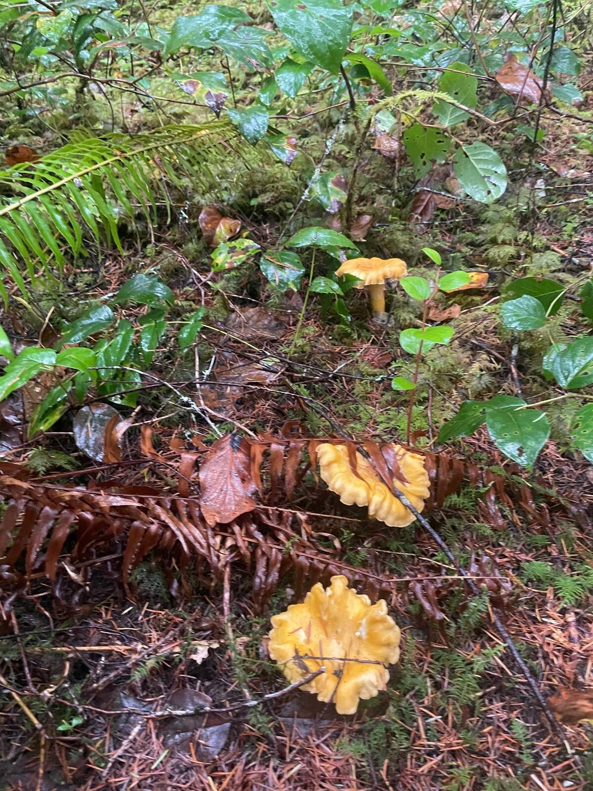 A trio of golden chanterelles emerges from a leafy mixture of sword fern, salal and Oregon grape.