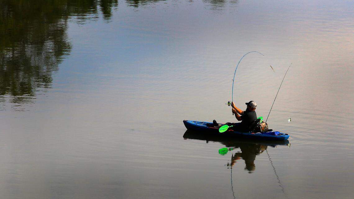 Do you fish on the Columbia or Snake Rivers? Earn cash by catching this salmon predator