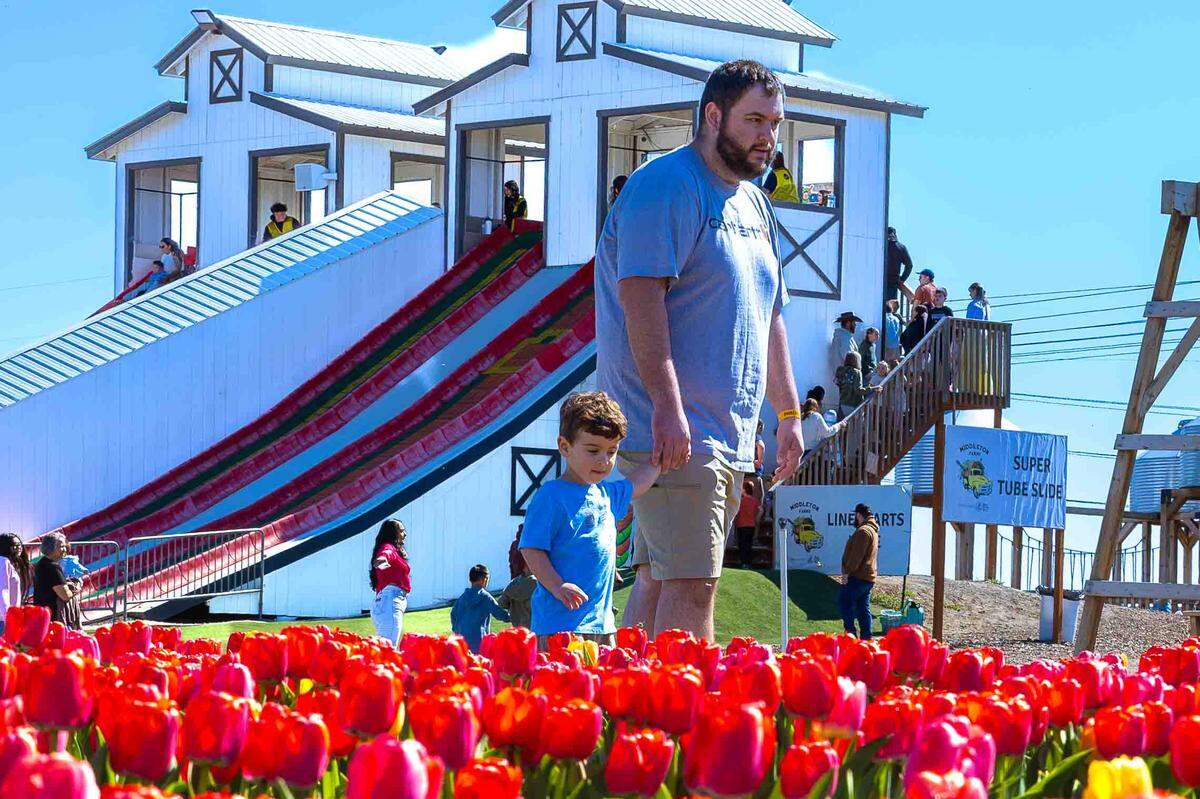 A family walks along a tulip field at Middleton Farms.