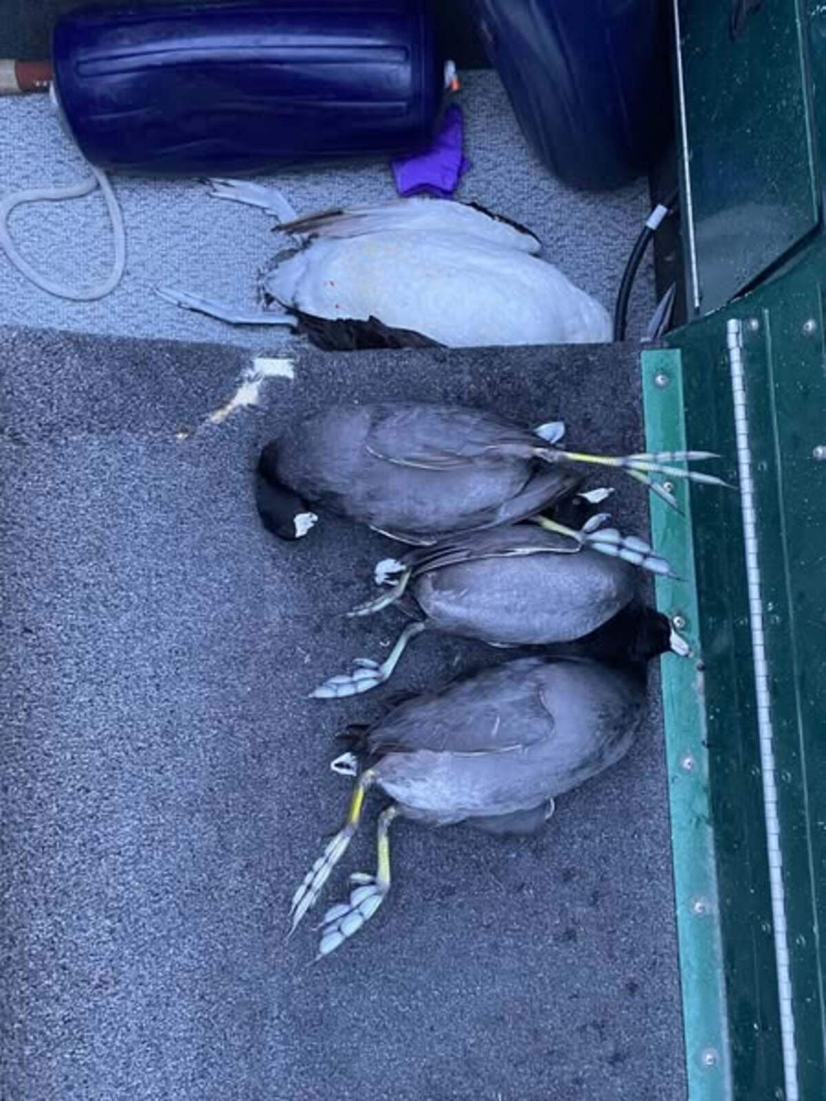 Washington state Fish and Wildlife fished 20 dead coots, killed with small shotgun pellets, and one wounded coot out of the Columbia River east of Vantage in November.
