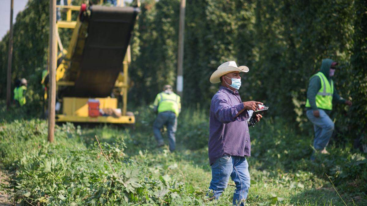 Foreman Juan Morales oversees the harvesting of hop vines at Carpenter Ranches near Granger.