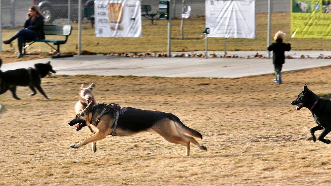 Dogs play at the Paws-abilities Place off-leash dog park in south Richland. Kennewick is considering developing a second public dog park in the Tri-Cities.