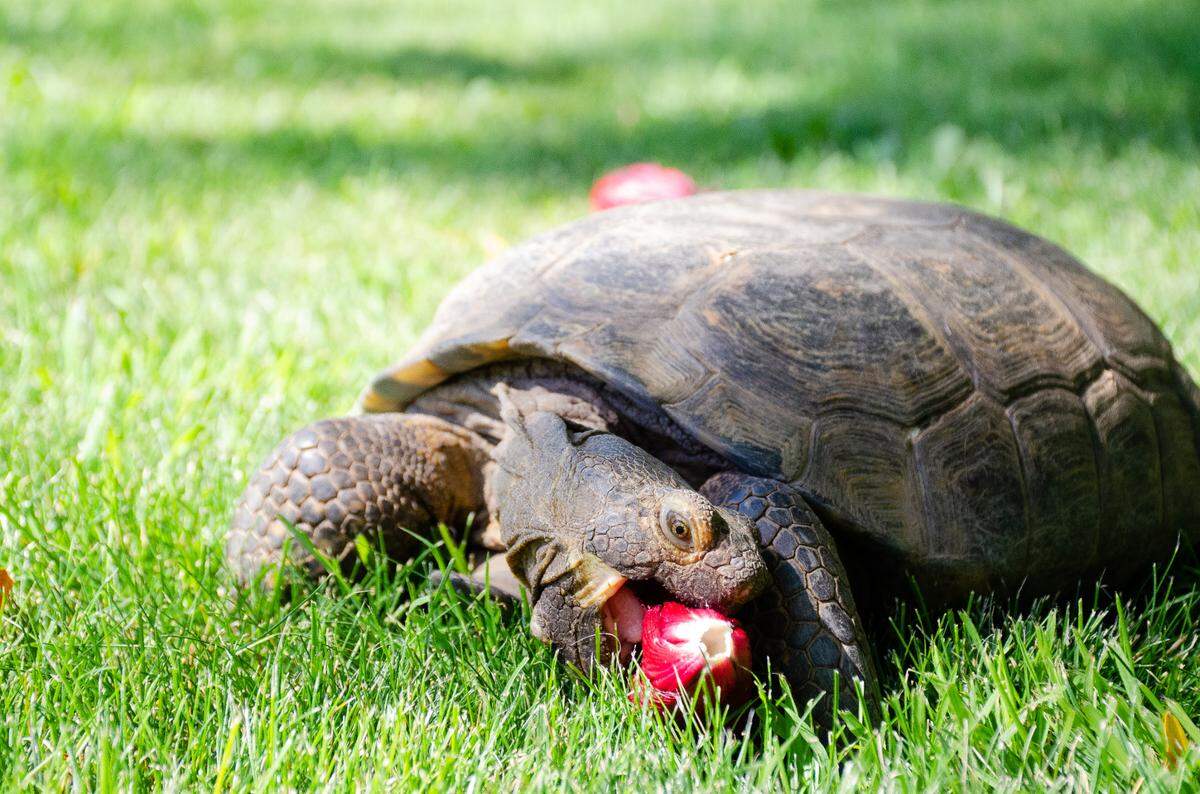 Rufus, a large gopher tortoise at Northwest Tortoise nonprofit sanctuary and rescue in Kennewick, WA, takes a giant bite out of a hibiscus flower on a hot Friday afternoon. Of the 200 tortoises, he’s suspected of being the oldest, though his age is unknown. He’s at least 80 years old.