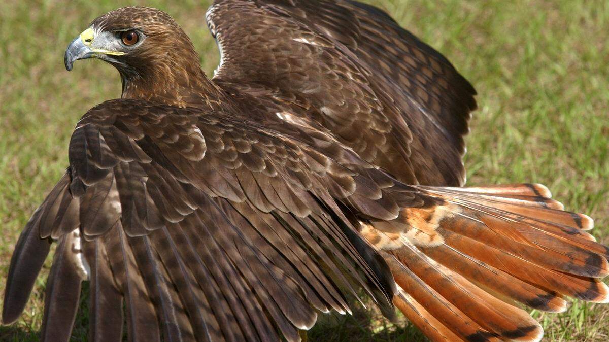 Red-tailed hawks live in the Mid-Columbia year round.
