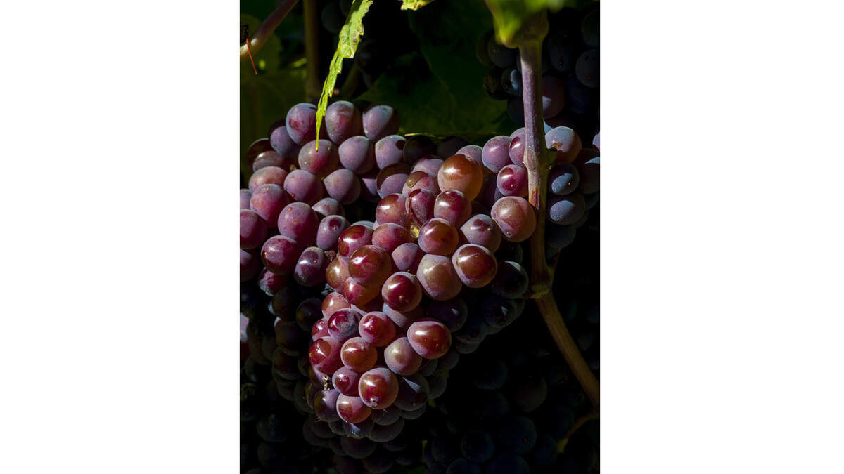 White table wines are produced using pink-skinned Pinot Gris grapes hanging at Lawrence Vineyards on the Royal Slope in Washington’s Columbia Basin.