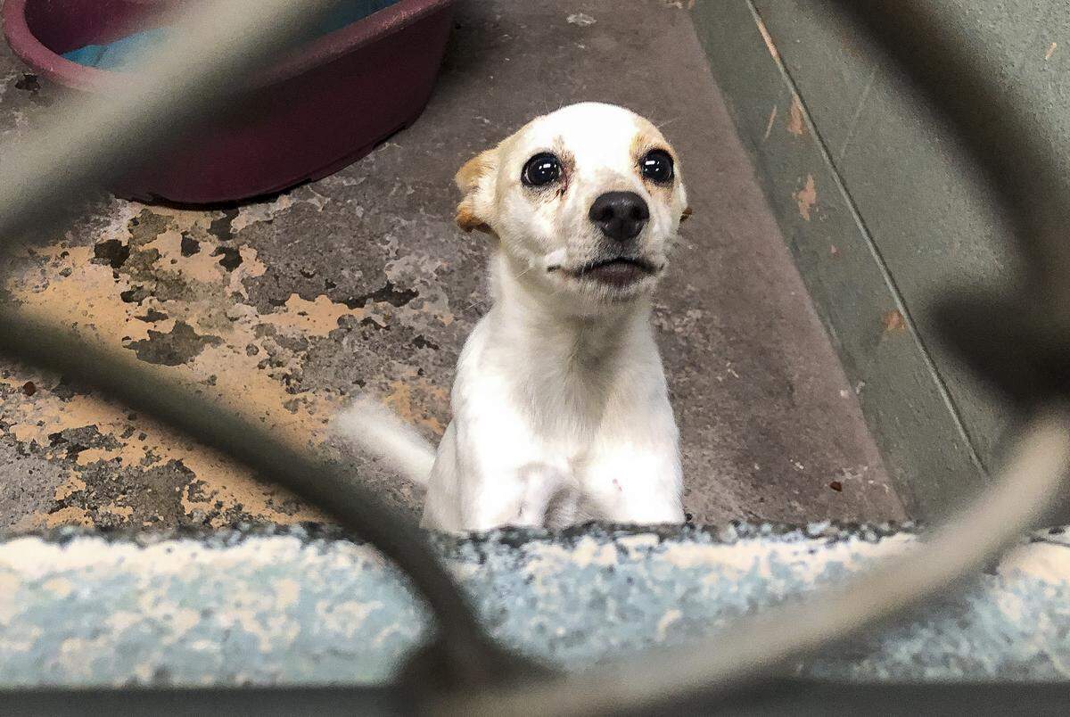 File -- A terrier mix at the Tri-Cities Animal Control shelter in Pasco.