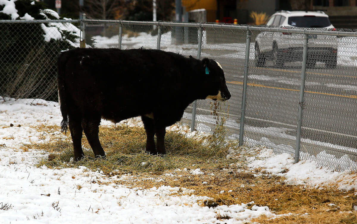 A cow in a small pasture on South Kellogg Street munches alfalfa from the snow covered fenced field in Kennewick. the The National Weather Service forecasts the Tri-Cities could break a cold weather record as temperatures plummet to below zero this week. Owners of livestock and pets are encouraged to take precautions and protect their animals from the potentially dangerous winter weather conditions.