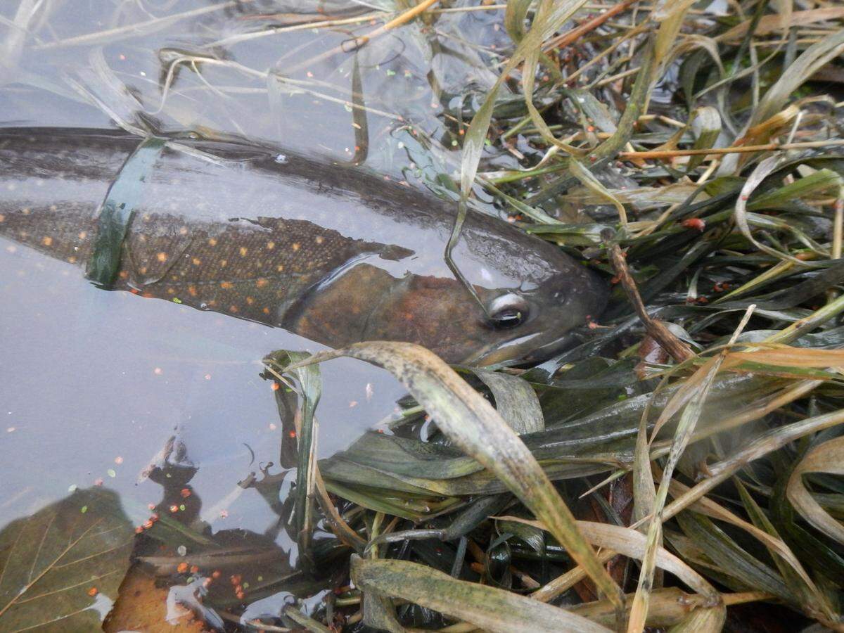 Bull trout migrate from headwaters to the lower Walla Walla River in the fall and winter.