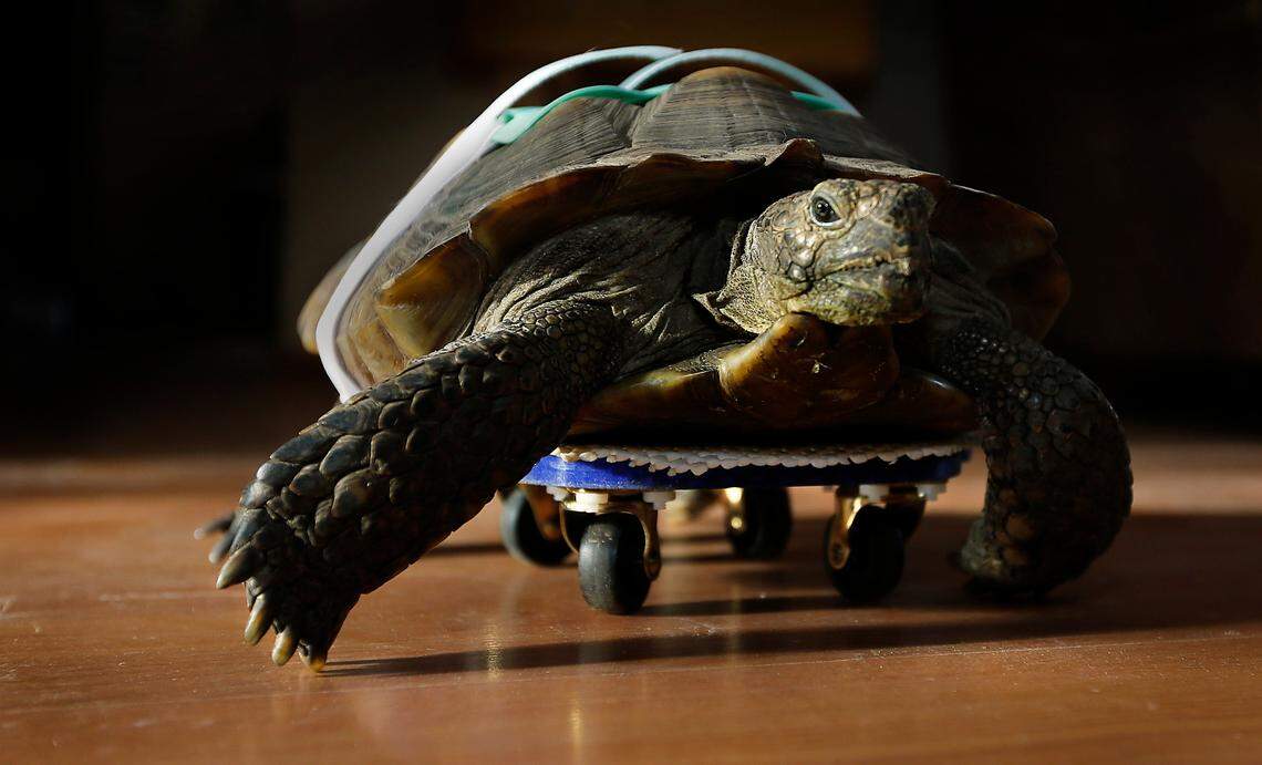 Minty, a gopher tortoise, stretches and moves her legs while perched atop the mobility device recently designed and created by a group of WSU engineering students for the injured reptile. The tortoise is cared for by Terese Meyer of Northwest Tortoise, a nonprofit rescue organization based in Kennewick.