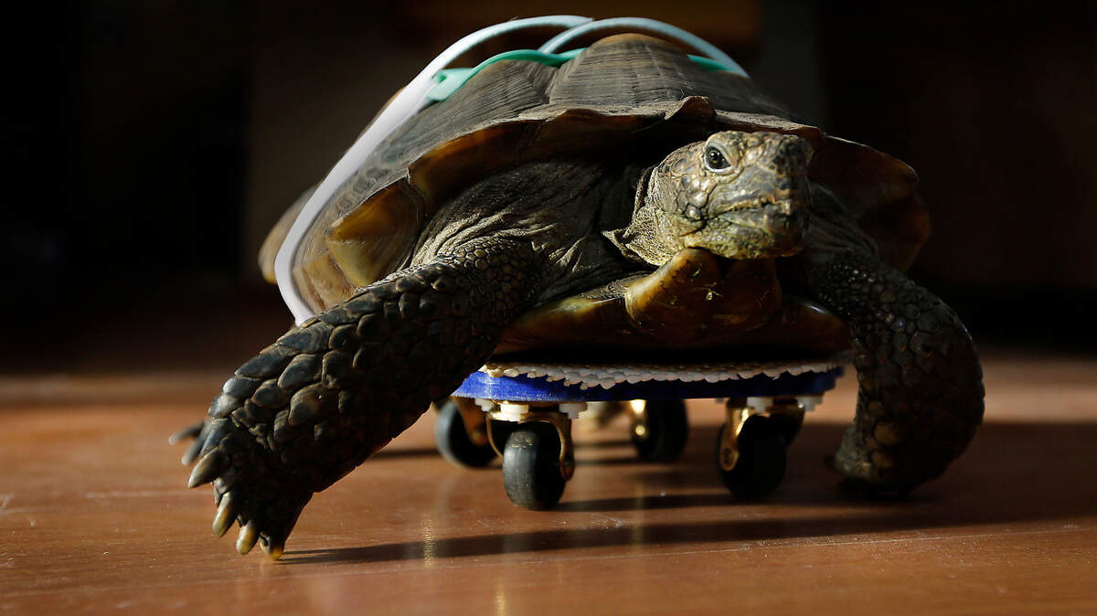 Tri-City, WA tortoise finds her footing thanks to WSU mobility device ...
