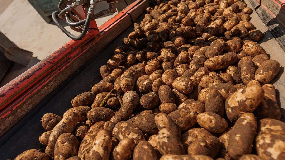 Potatoes at the Othello, Wash., processing facility for McCain Foods, one of the world’s largest makers of potato products.