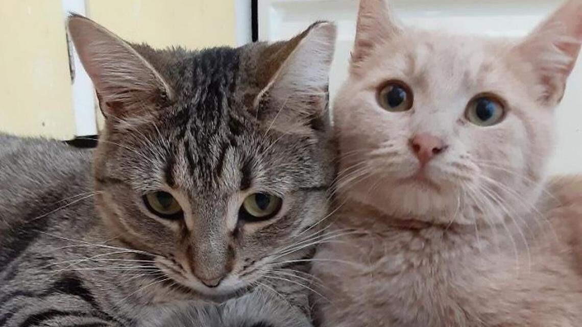 Notice a large stray cat population in your neighborhood? Here’s what you should know