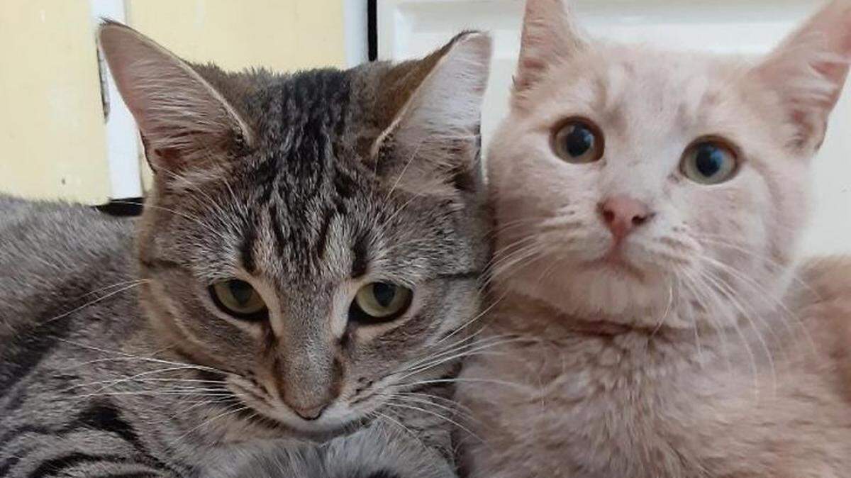 Wimbledon and Littles, a pair of bonded, young, female cats are available for adoption through Pet OverPopulation Prevention Tri-Cities.