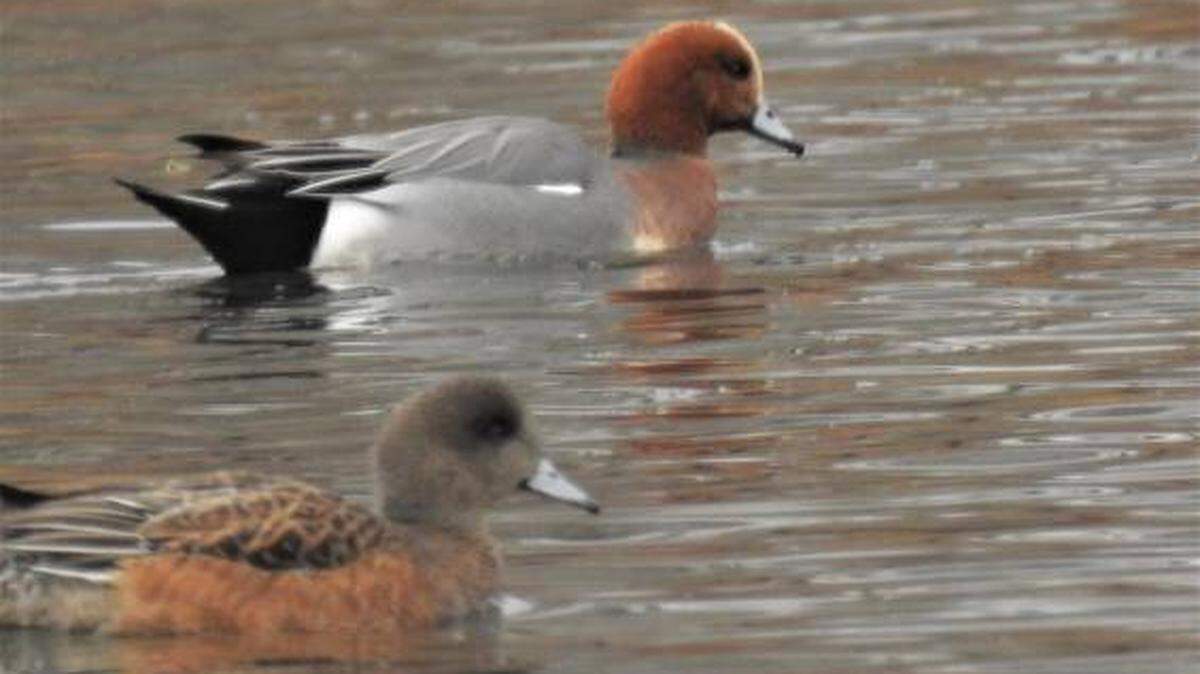 An Eurasian wigeon, a rare winter visitor to the U.S., was spotted Jan. 4 in Columbia Park.