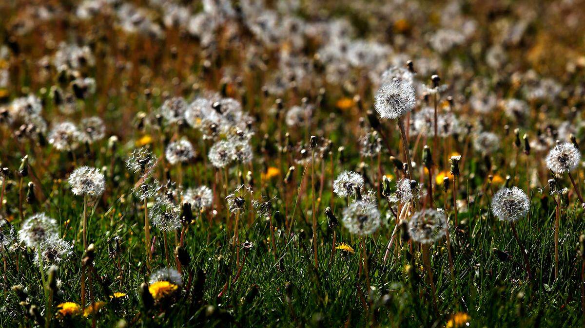 A wide patch of blooming dandelions overrun a strip of grass. The weeds are a sure sign of spring and warmer weather.