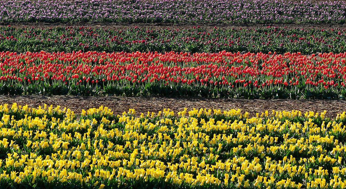 About 500,000 tulip bulbs are blooming at Middleton Farms in Pasco.