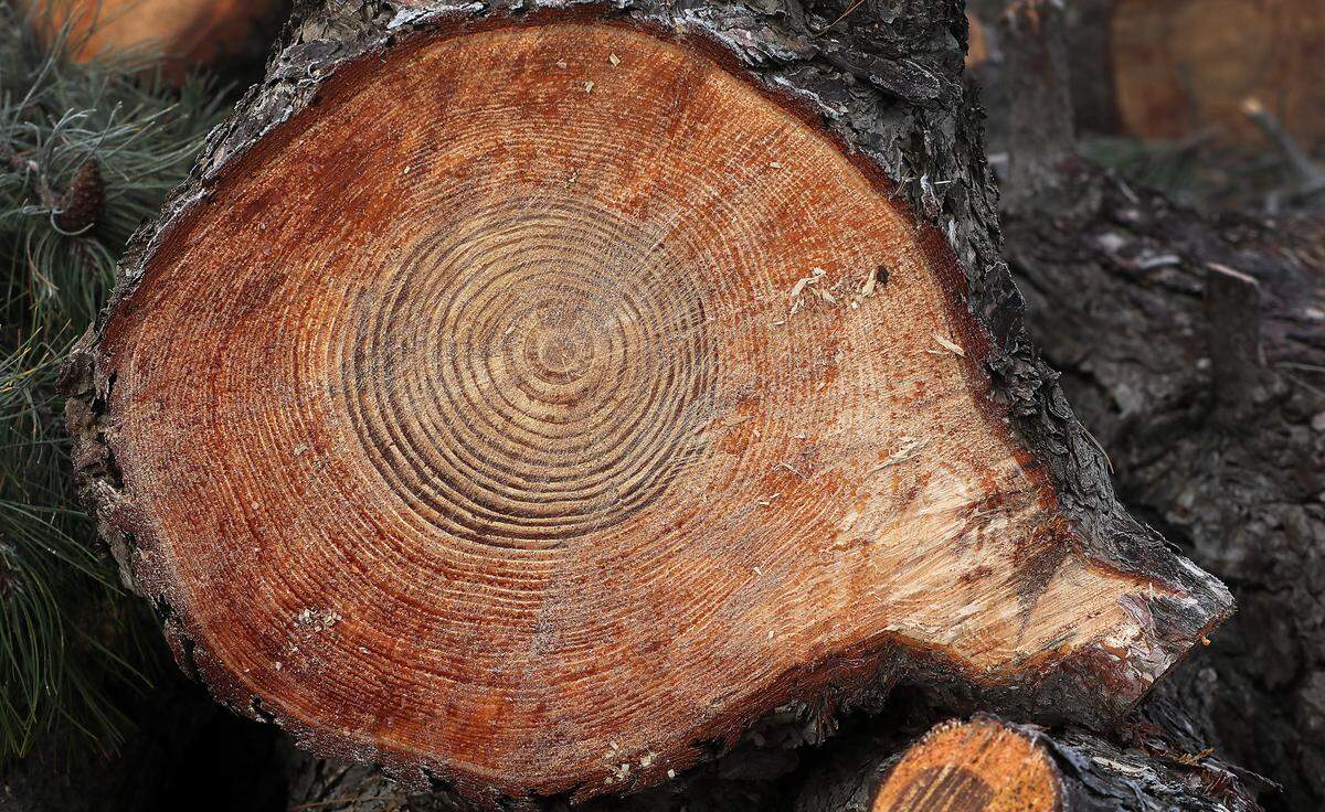 Pine tree log on the ground just inside the main entrance to the Benton County Fairgrounds in Kennewick. Rings show the years of growth of the tree.