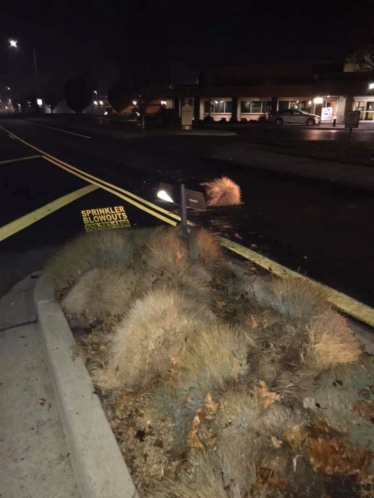 Kennewick police say a drunk driver hit the street sign Sunday morning at Kennewick Avenue and Union Street.