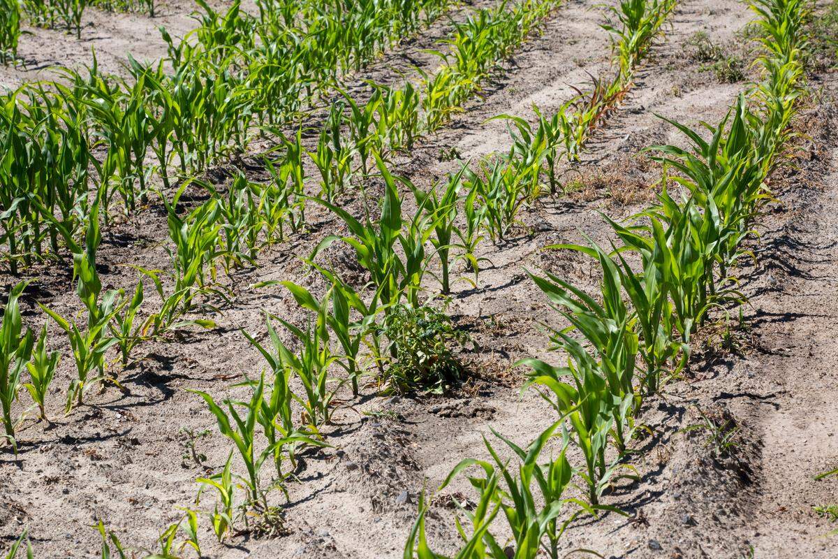 James Alford’s crops of corn. He’s growing non-GMO seed corn for a breeder in the Mid-West.