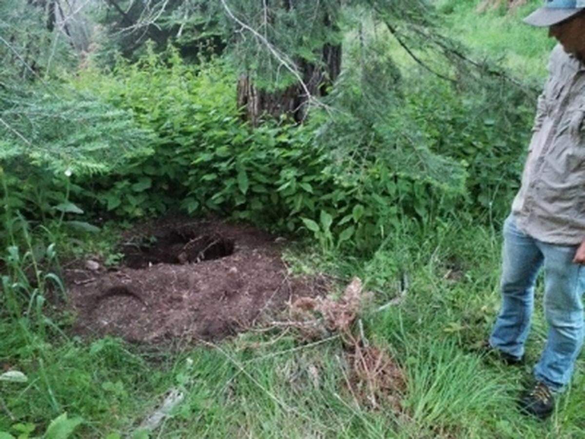 An archaeologist found pits dug in the Washington Blue Mountains to look for Nez Perce artifacts in the Umatilla National Forest along the Great Nez Perce Trail, where Native Americans fled U.S. Army generals in 1877.