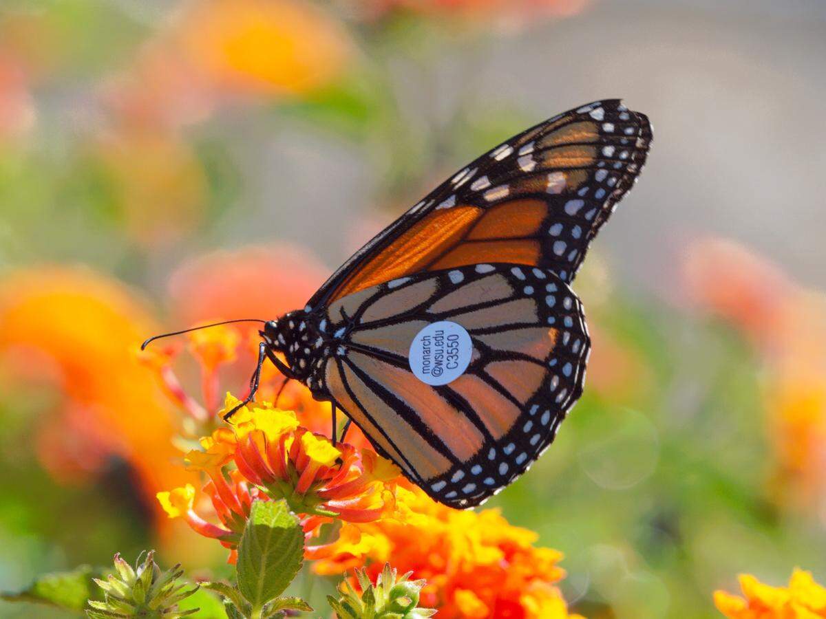 This monarch butterfly, with a WSU tracking tag on its wing, was spotted in Avila Beach, Calif., between Los Angeles and San Francisco.