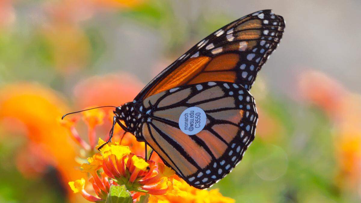 This monarch butterfly, with a WSU tracking tag on its wing, was spotted in Avila Beach, Calif., between Los Angeles and San Francisco.