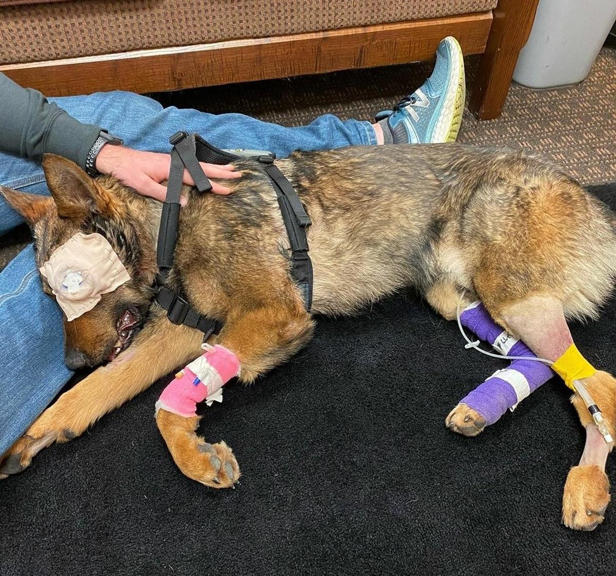 Moses Lake police K9 Chief is returning after a successful surgery on his damaged eye. The dog was shot by a fleeing suspect near Moses Lake Friday.