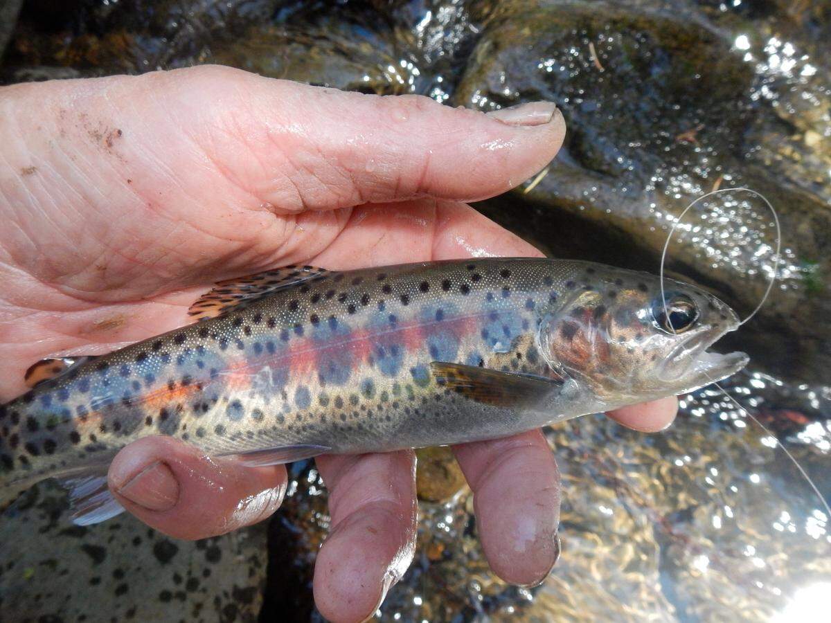 Wild trout exhibit dark parr marks and a red stripe along their lateral line.