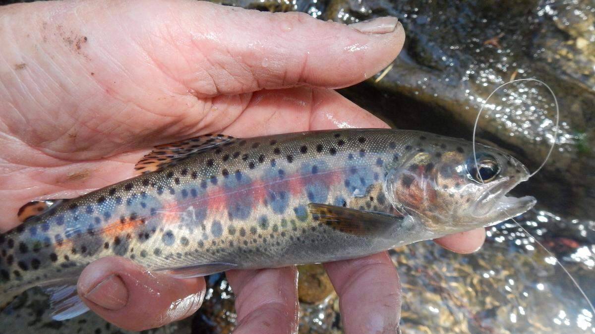 Wild trout exhibit dark parr marks and a red stripe along their lateral line.