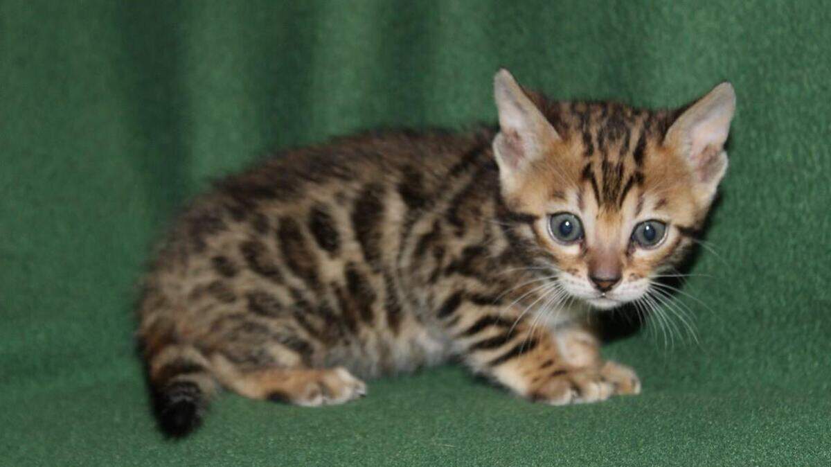One of several Bengal kittens stolen from Columbia River Bengals in Pasco.