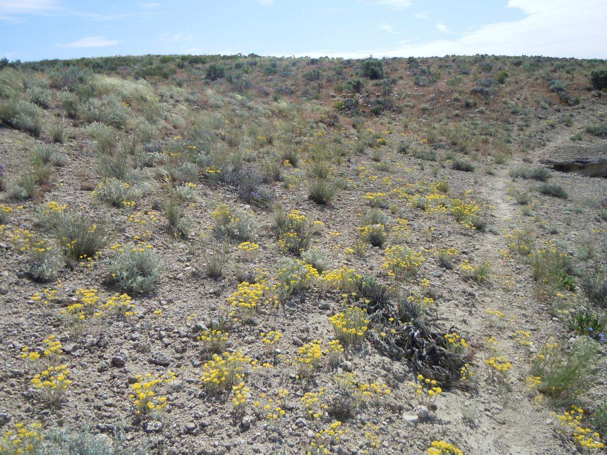 White Bluffs Bladderpod grow along the ridge trail above the Columbia River on the Hanford Reach National Monument.