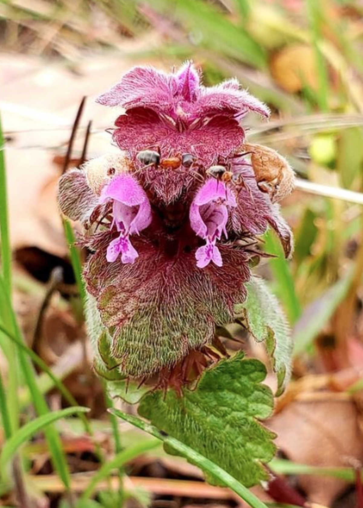Unusual flower in the mint family called Henbit growing near the Catherine Creek Trail, east of White Salmon, WA.