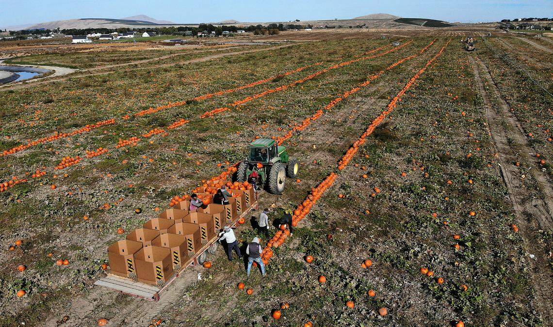 Farm workers load cardboard bins with carving pumpkins from the fields at Robert S. Cox Farms in Badger Canyon.