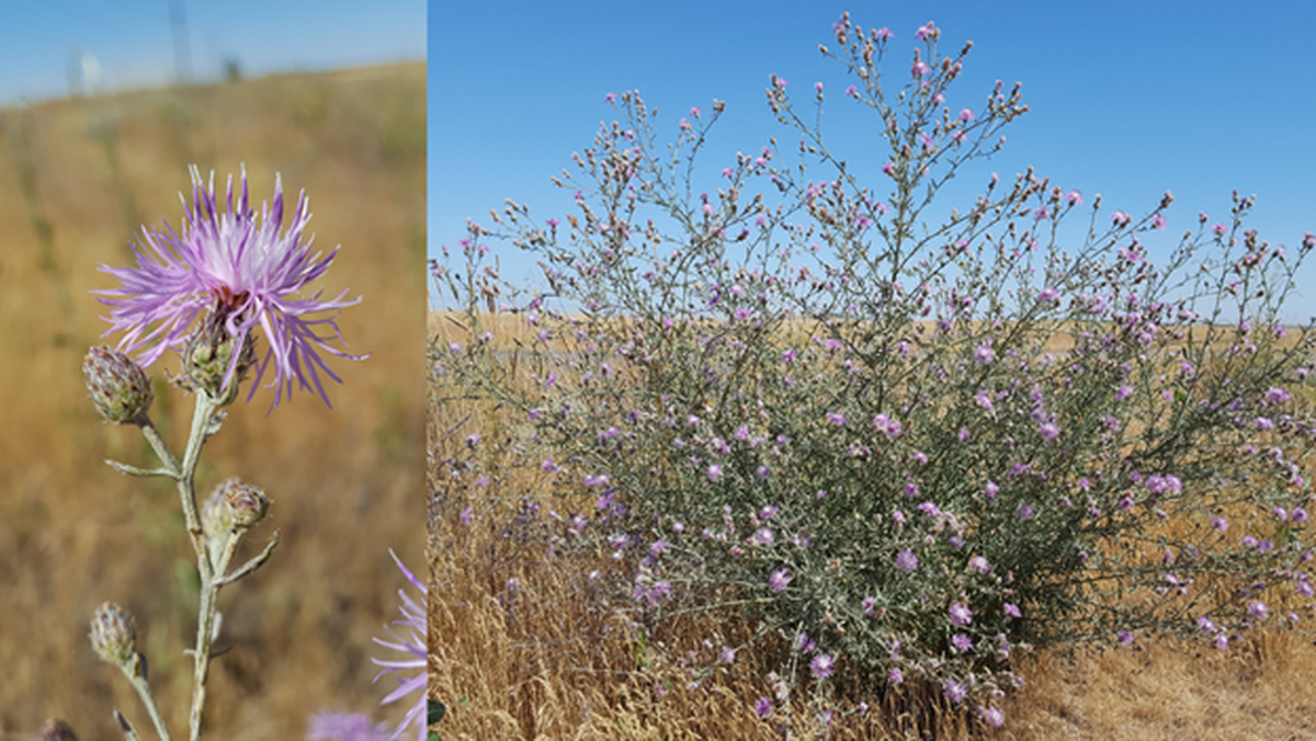Spotted Knapweed