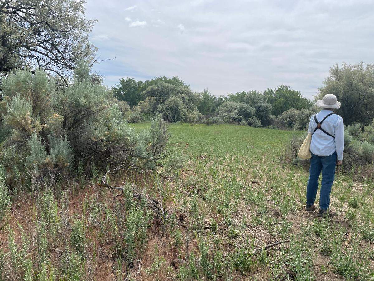 Conservation leaders explore an area of W.E. Johnson Park in Richland where 10 acres of sagebrush was destroyed for a revegetation project.