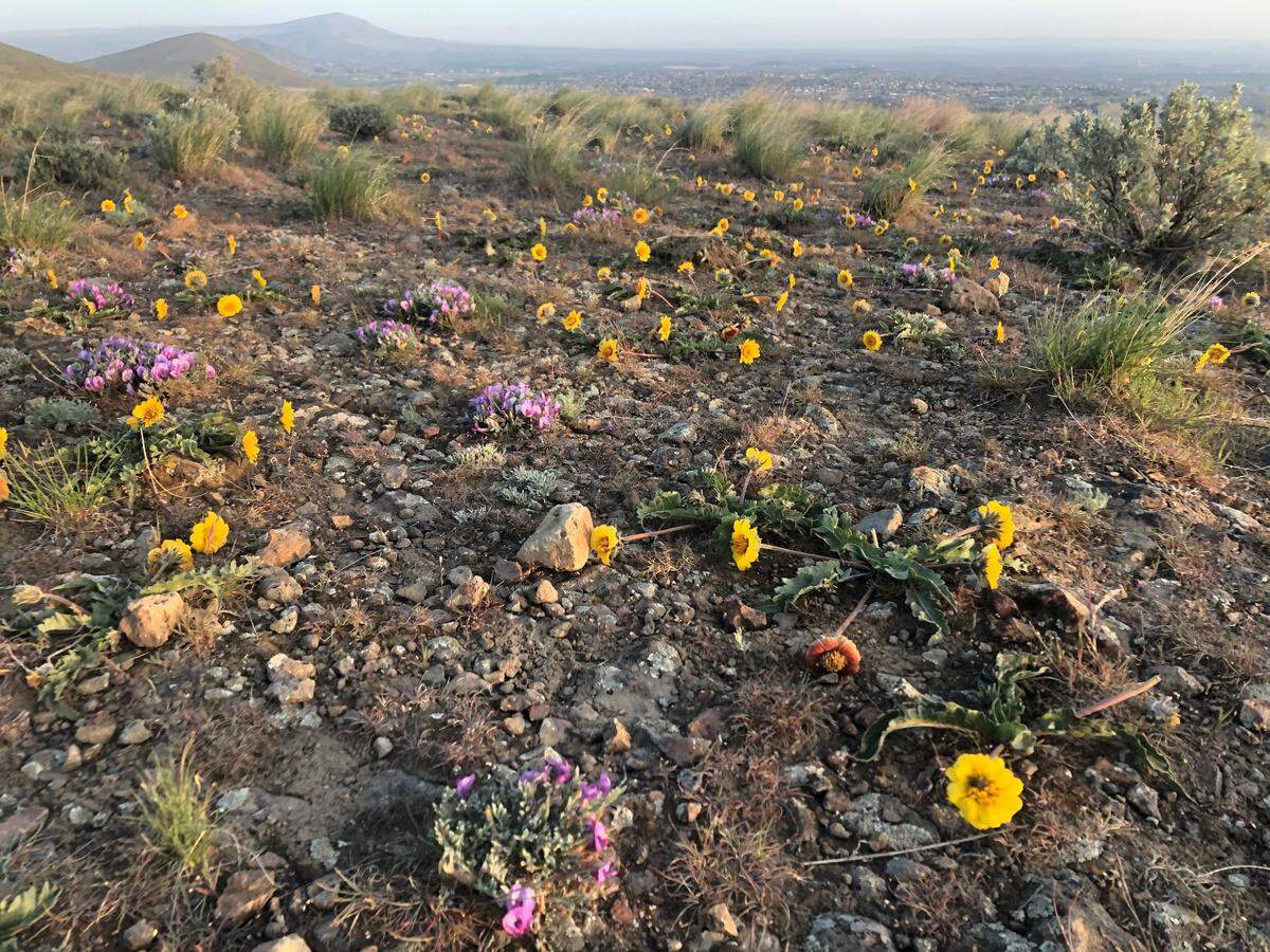 Spring wildflowers are blooming on Badger Mountain in Richland with the warming weather. The forecast is for a windy and chilly Saturday, warming a bit on Sunday. Gusts could reach 30 mph on Saturday.