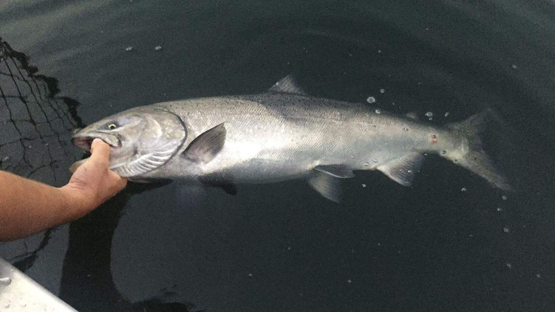 Wild chinook salmon being released back into the Snake River.