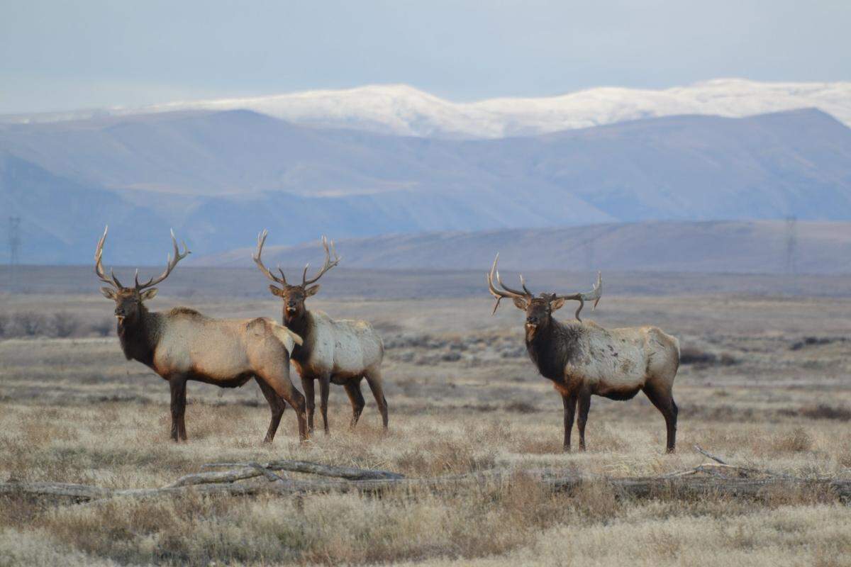 Elk roam the 580-square mile of the Hanford site nuclear reservation, including the Hanford Reach National Monument.