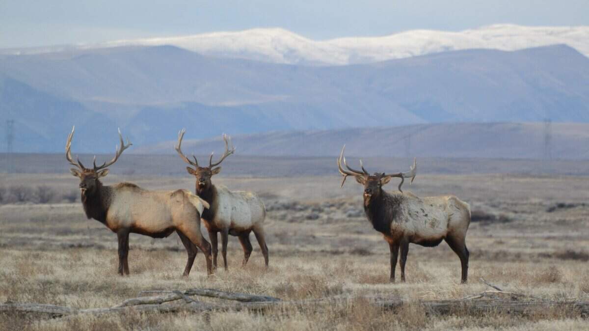 Elk roam the 580-square mile of the Hanford site nuclear reservation, including the Hanford Reach National Monument.