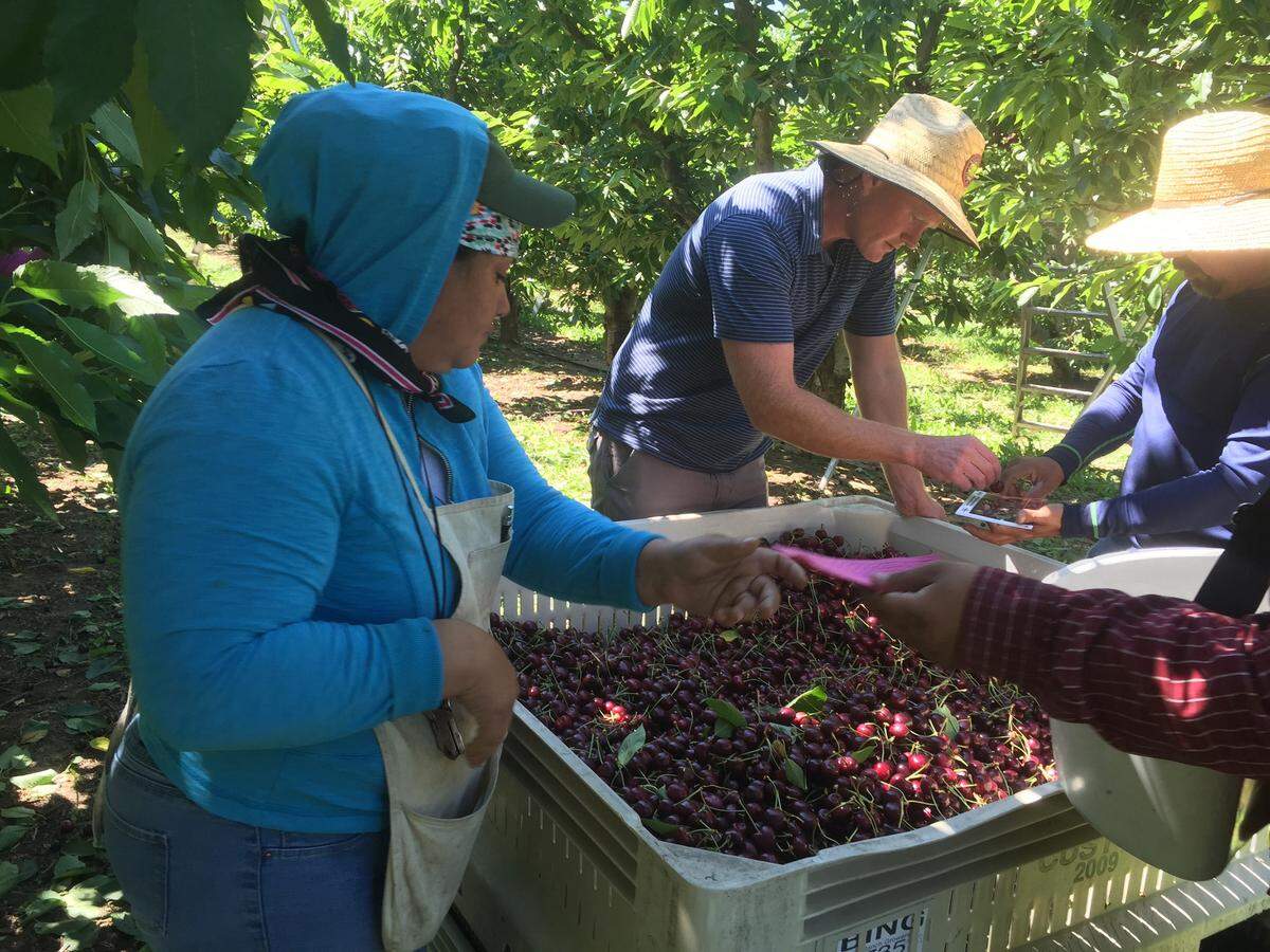 Sean Gilbert, center, checks the size of cherries at his family’s orchard, while workers join in the harvest of the high-value, fragile crop. Gilbert Orchards has long recruited most of its workers from Central Washington.