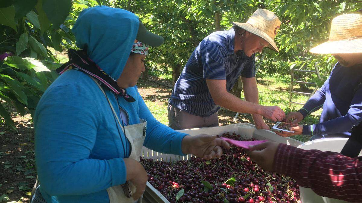 Sean Gilbert, center, checks the size of cherries at his family’s orchard, while workers join in the harvest of the high-value, fragile crop. Gilbert Orchards has long recruited most of its workers from Central Washington.