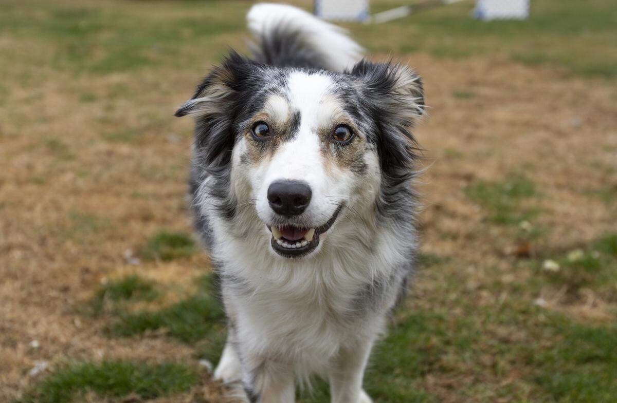 Five-year-old Threat, a border collie.