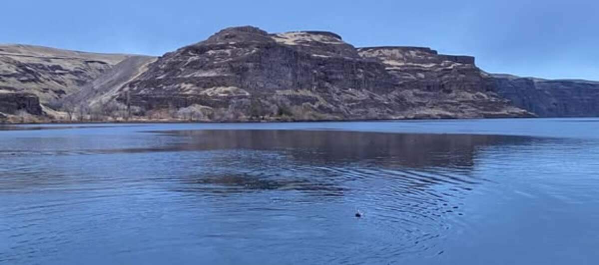 Washington state Department of Fish and Wildlife police found a common loon and 20 coots killed and left to rot in the Columbia River in Eastern Washington.