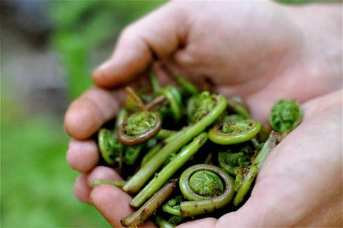 Lady fern fiddle heads found in wet areas nearby streams in the mountains of the Northwest.