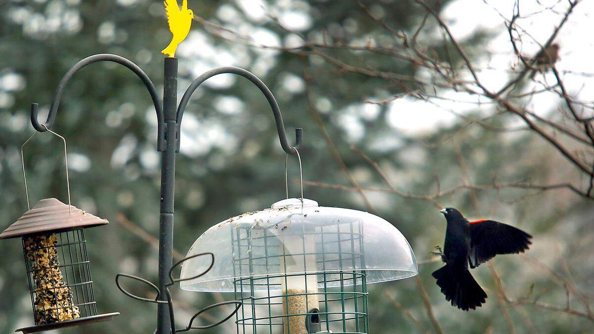 A red-winged blackbird swoops in for a landing on a bird feeder.