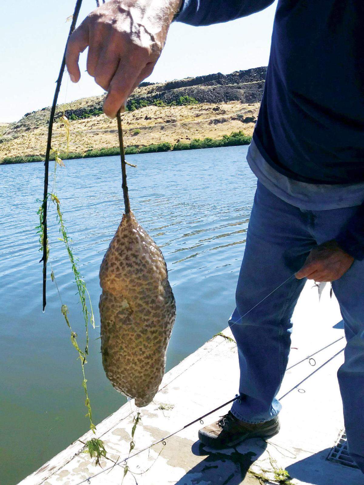 Yakima anglers Jerry Wilken and Roger Swanson caught the magnificent bryozoan July 10, 2018, on the Columbia River near Paterson, WA.