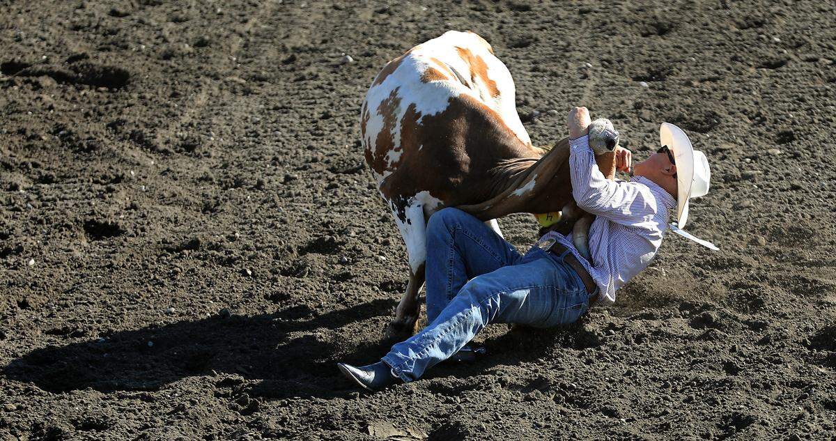 Steer westler Tyke Kipp of Lordsburg, NM, has a competitive run during  slack time events at the Horse Heaven Roundup at the Benton Franklin Fair & Rodeo in Kennewick.