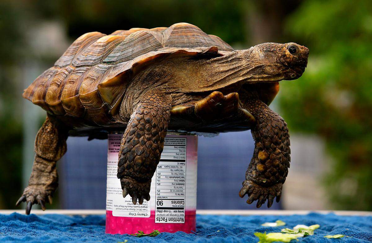 Minty, a gopher tortoise, stretches and moves her legs while perched atop a can of pie filling as WSU engineering students measure her shell to help them create a mobility device to help her get around. The tortoise is cared for by Terese Meyer of Northwest Toroise, a nonprofit rescure orgranization.