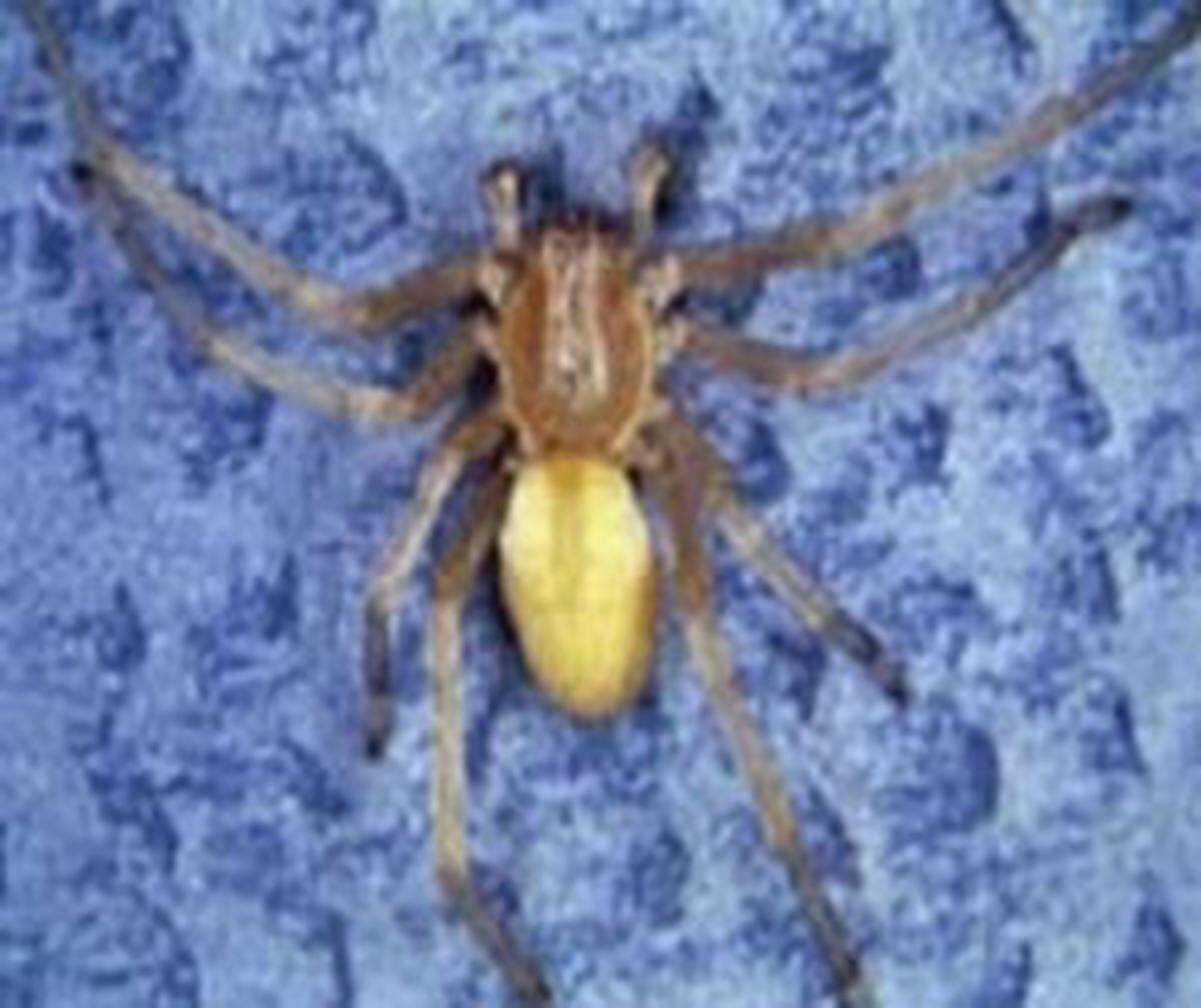 Yellow sac spiders live in Washington state but are not as dangerous as earlier believed.